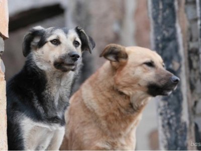 В Башкирии в 2022 году получили повреждения от собак 5772 человека - Роспотребнадзор