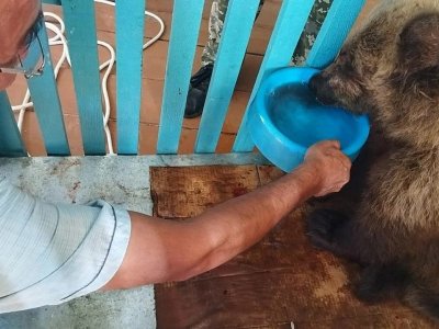 Спасенный ветеринарами Башкирии медвежонок пошел на поправку