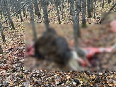 В Башкирии охотники незаконно подстрелили лося и разделали тушу животного прямо в лесу