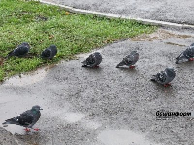 Жители Стерлитамака пожаловались на гибель птиц в черте города