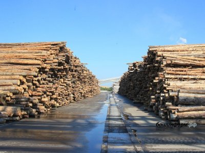 В Башкирии семьи погибших бойцов СВО получат древесину на строительство дома в приоритетном порядке