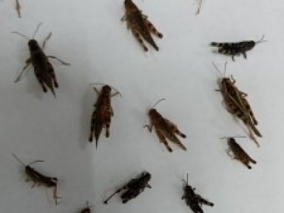 В Башкирии массово размножаются насекомые-вредители — Россельхозцентр