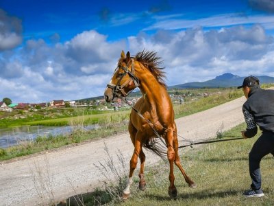 Наши чемп-ИГО-ГО-ны. 12 добрых историй о лошадях-победителях скачек в городах и районах Башкирии