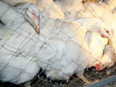 Из-за вспышки птичьего гриппа в Башкирии уничтожили четверть поголовья кур