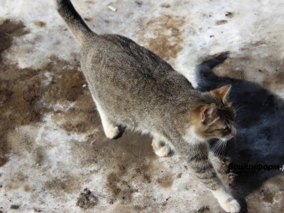Жительницу Башкирии укусила бешеная кошка