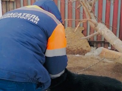 В Башкирии спасатели помогли собаке, застрявшей в заборе