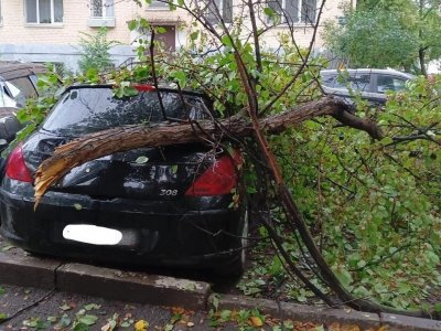 В Уфе упавшие деревья повредили пять автомобилей