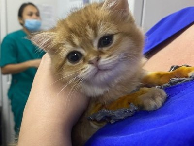 В Уфе ветеринары установили котенку с врожденной аномалией лап суставные протезы