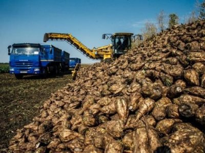 В Башкирии убрана почти треть площадей сахарной свёклы