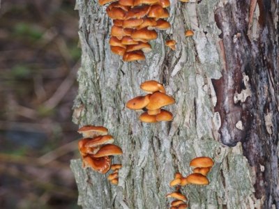 В Башкирии грибы полезли на деревья