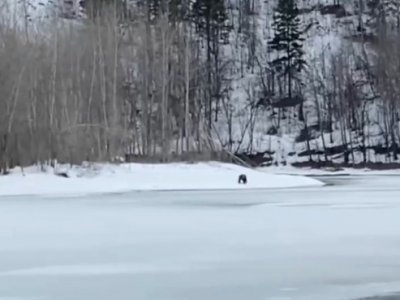 В национальном парке «Башкирия» проснулся первый медведь