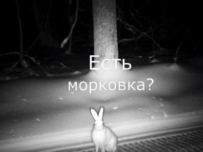 Фотоловушка нацпарка «Башкирия» поймала зайца во время ночной прогулки