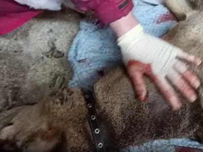 «Пыталась спастись»: в Башкирии стая собак загрызла косулю