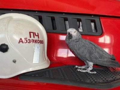 В Башкирии в пожарной части появился необычный талисман - попугай Жорик