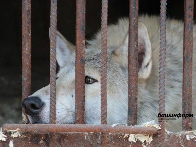 В Башкирии выявили работавший без лицензии зоопарк