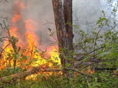 За прошедшие выходные в Башкирии произошло 58 пожаров