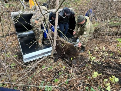 В Башкирии охотинспекторы устранили напавшую на женщину медведицу