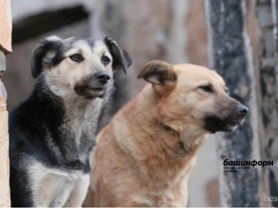 Названо число безнадзорных собак в Башкирии