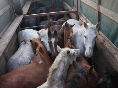 Коневоды Башкирии в 4 раза увеличили экспорт лошадей в страны Таможенного союза