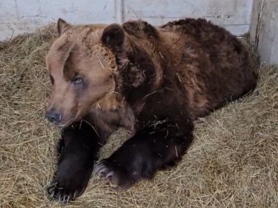 Известный фермер из Башкирии рассказал о зимовке своих медведей