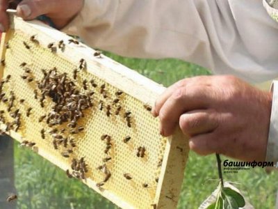 В Башкирии призвали наказывать за заражение пчел смертельной болезнью