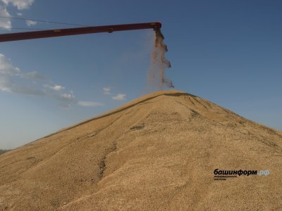 Башкирские аграрии продали государству первую партию зерна — 6,75 тысячи тонн