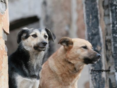 В Башкирии приняли закон об увеличении штрафов за выгул собак без намордника