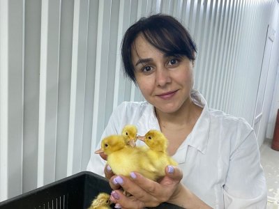 В Башкирии бизнес-шериф помог супругам создать птицеводческую ферму с оборотом до 200 тысяч яиц
