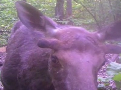 В объектив фотоловушки в Башкирии попал любопытный лосенок