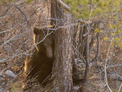 В нацпарке «Башкирия» заметили медведицу с детёнышем на прогулке