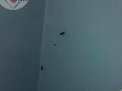 В минздраве Башкирии прокомментировали видео с тараканами в больнице