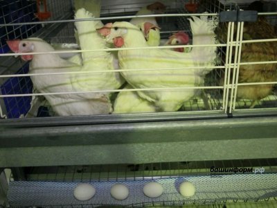 Под Уфой на птицефабрике «Башкирская» завершилась вакцинация против птичьего гриппа
