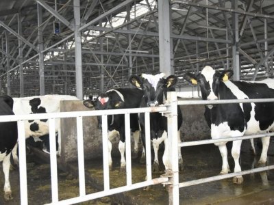 В Башкирии за пять лет молочная продуктивность хозяйств выросла на 22%
