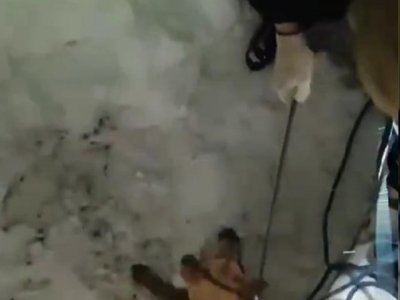 В Уфе спасатели вытащили собаку из глубокого колодца