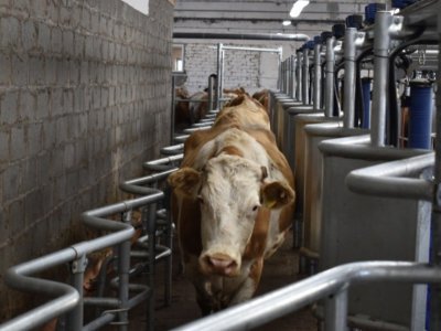 В Башкирии за полгода произведено более 400 тыс. тонн товарного молока