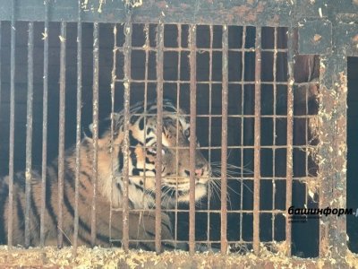 В Уфе «выселяют» скандально известный передвижной зоолунапарк «Саванна»