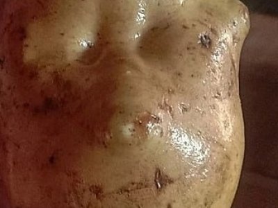 Жительница Башкирии выкопала клубень картофеля с человеческим лицом