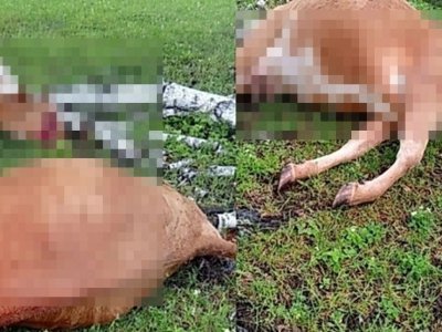 В Башкирии в поле молния убила двух коров 