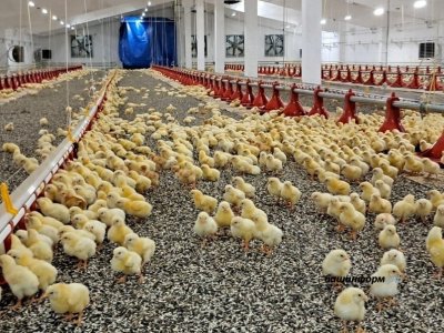 В Башкирии запустили новый цех птицефабрики «Чермасан»