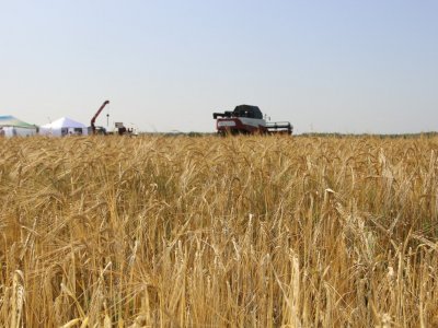 В Башкирии намолотили на миллион тонн больше зерна, чем нужно для внутреннего потребления