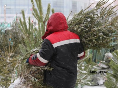 Башкирия экспортировала 17 тысяч новогодних ёлок в Казахстан