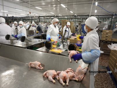 Группа «Черкизово» намерена вдвое увеличить производство мяса птицы в Башкирии