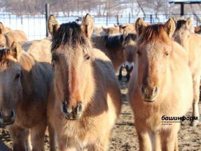 В Башкирии учрежден научно-исследовательский институт по изучению лошадей