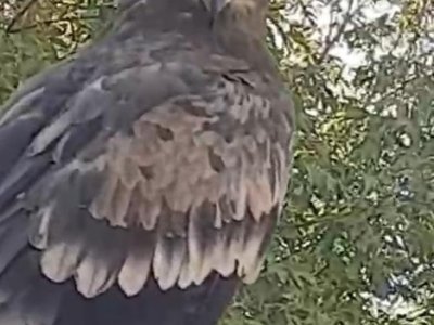 В Башкирии спасли краснокнижного орла-могильника