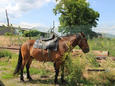 Лошади, доставленные из Башкирии в зону СВО, приступили к выполнению боевых задач