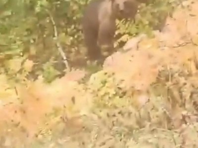 В минэкологии Башкирии прокомментировали случай нападения медведя на корову