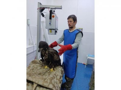 Житель Уфы организовал центр по спасению диких животных и птиц
