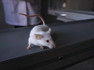 В Башкирии ожидается рост заболеваемости мышиной лихорадкой