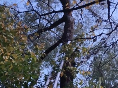 Спасатели в Башкирии сняли с дерева перепуганную кошку