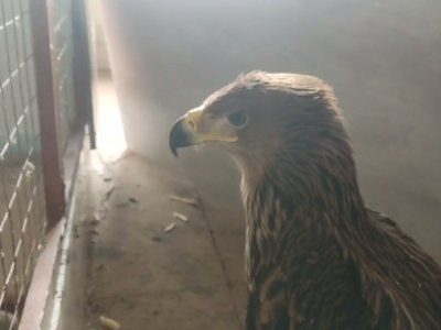 Подстреленный в Башкирии краснокнижный орел-могильник пошел на поправку